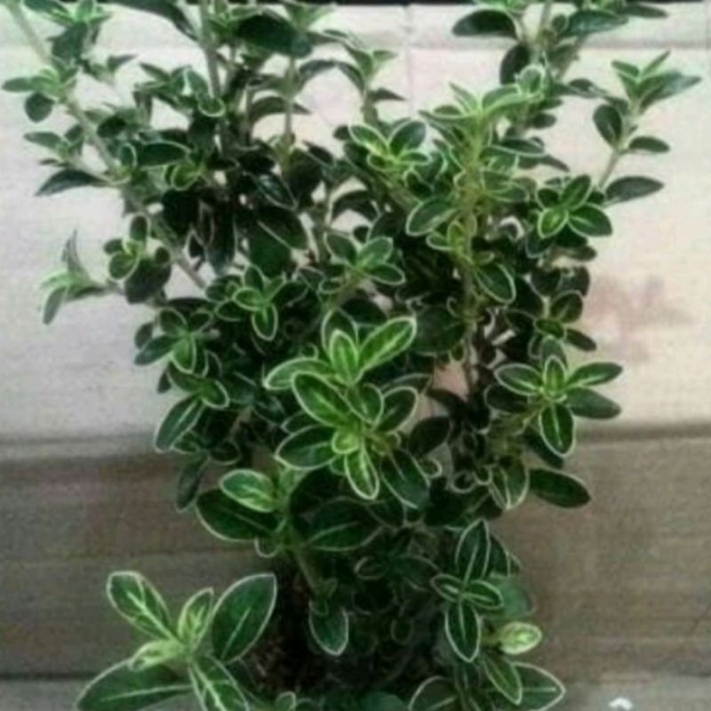 tanaman bibit bonsai Martin tanaman hias bonsai Martin/bibit tanaman hias bonsai Martin cantik, bibi