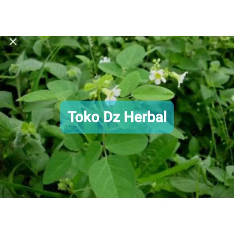 

Daun calincing tanaman calincing atau belimbing tanah segar 250 gram-az