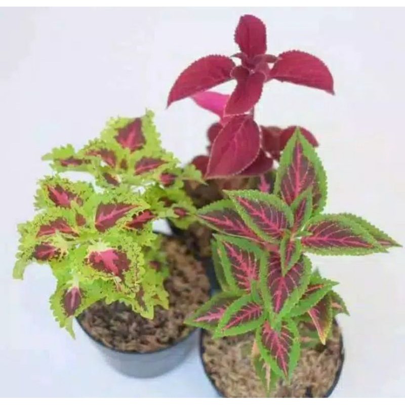 Tanaman Hias Miana - Paket Tanaman Miana - miana hias