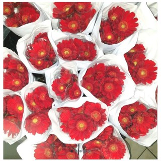 Image of thu nhỏ Garbera Fresh Flower Bunga Potong Segar Tangerang Florist Supplier #1