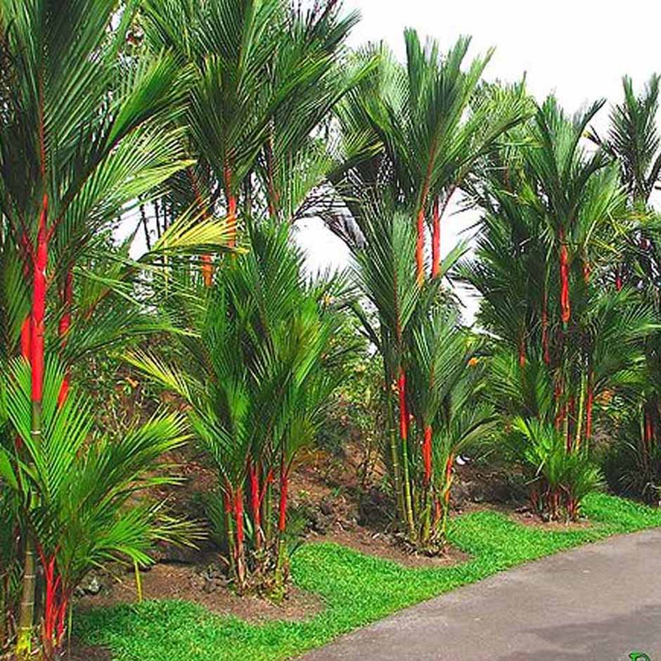 Tanaman Hias Palem Merah 1.5 Meter