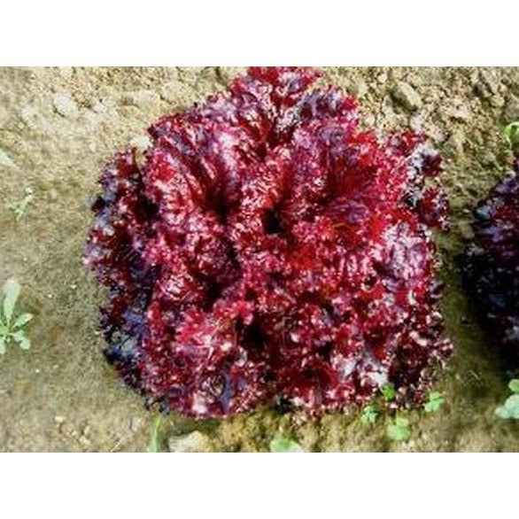 ISI 30 BENIH BIJI BIBIT SAYURAN HIDROPONIK SELADA MERAH PESONA