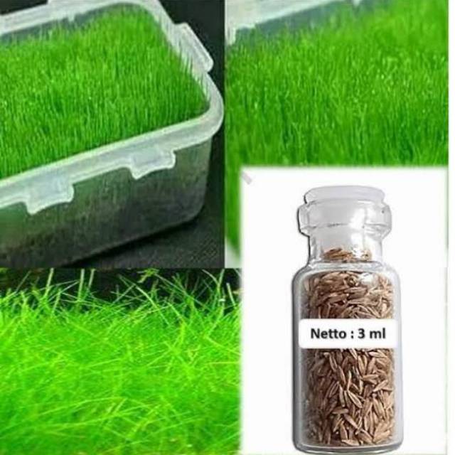 Hair Grass Bibit Tanaman Air Hairgrass Seed Aquascape Aquarium Plant Shopee Indonesia