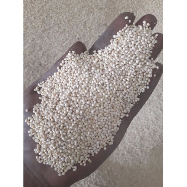 White Millet / Milet Putih USA DIDI Kualitas terbaik