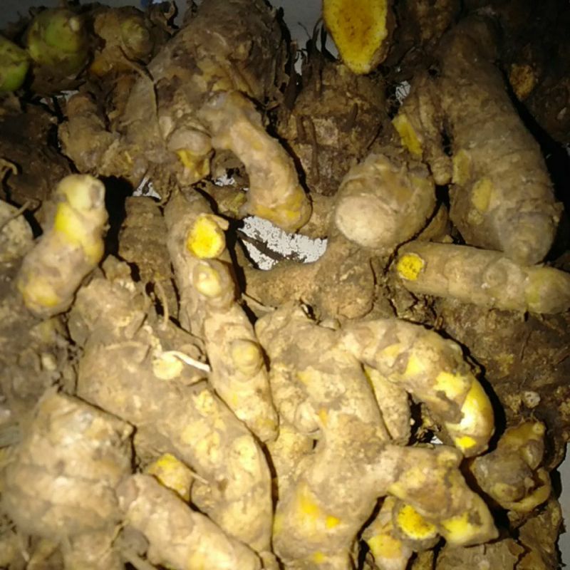 

Empon Temu Giring segar