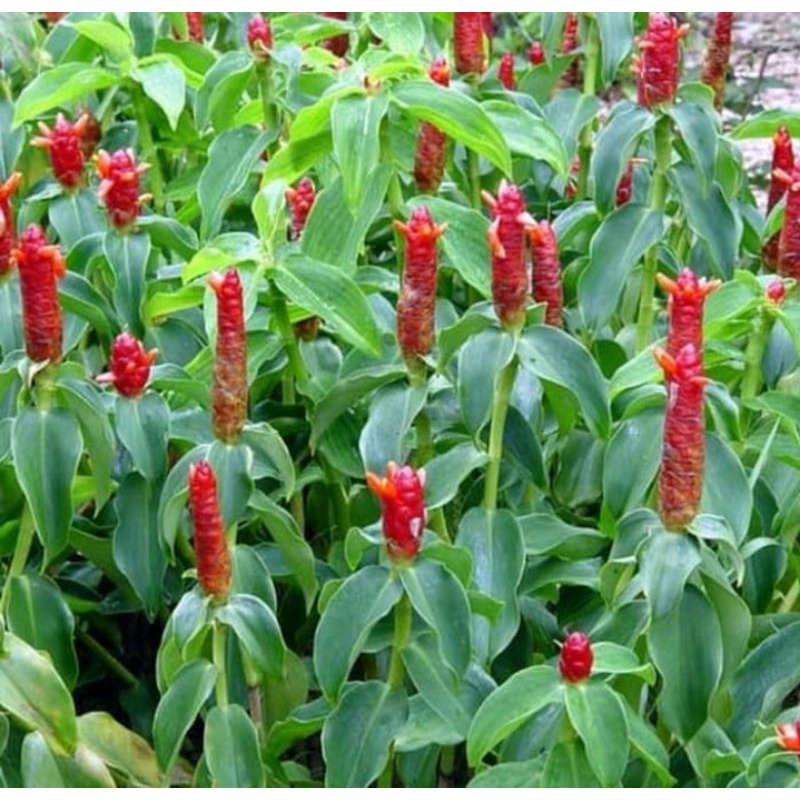 tanaman pacing pentul/tanaman hias pacing pentul/tanaman peredu pacing