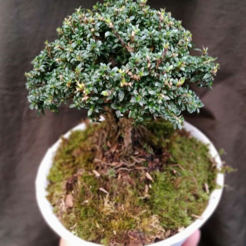 tanaman hias bonsai bintang cantik tanamana asli bonsai