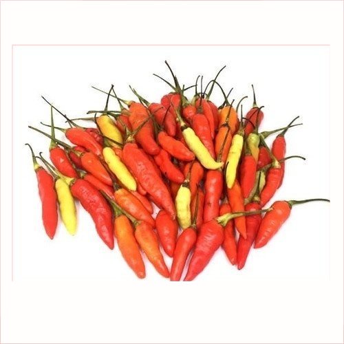 

Cabe Caplak / Cabe Burung 100gr | Pasar Induk Pekanbaru #Harga_Grosir