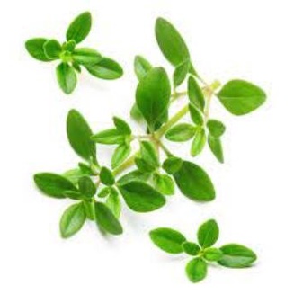 

THYME 1 PCS