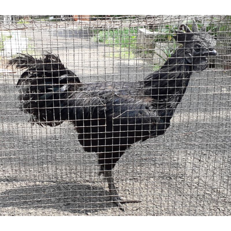 ayam cemani jantan&betina