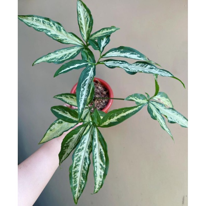 Tanaman hias Syngonium jari / Syngonium angustatum