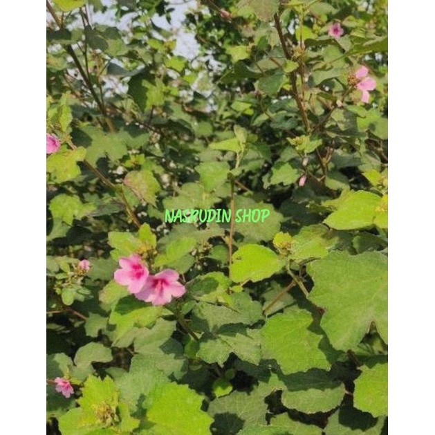 

DAUN PULUTAN SEGAR 1KG LANGSUNG PETIK / DAUN PANGPULUTAN / URENA LOBATA