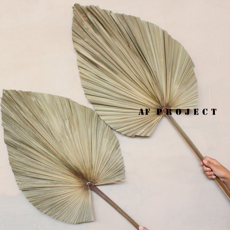 Daun Palem Kering/ Palem Jumbo Kering/ Palem Kering/ Daun Palem