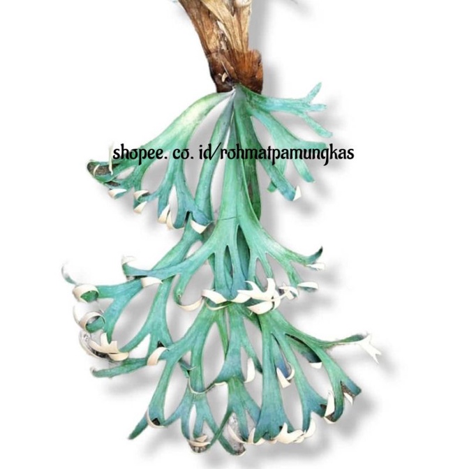 platycerium willinckii Roll / simbar roll