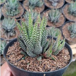 haworthia hybrid