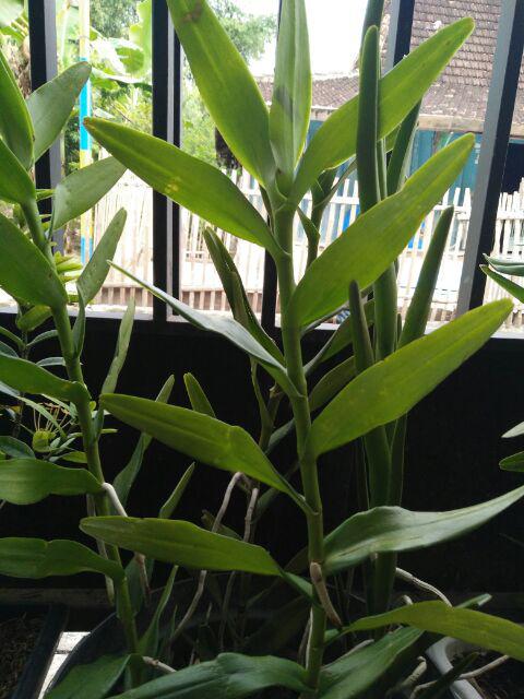 Anggrek Tanah Paket Hemat