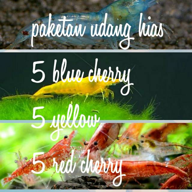 Paketan udang hias | Shopee Indonesia