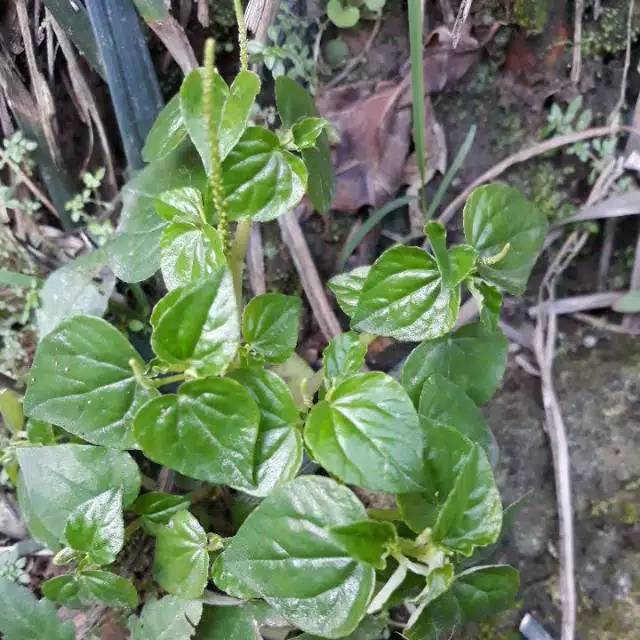 

Daun sirih