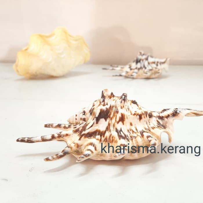 

Kerang Kaki 6