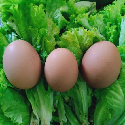 

Telur Ayam Jumbo Besar / 1000gram BANDUNG LEMBANG CIMAHI