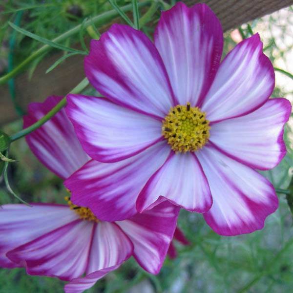 Benih-Bibit Bunga Cosmos Candy Stripe (Haira Seed)