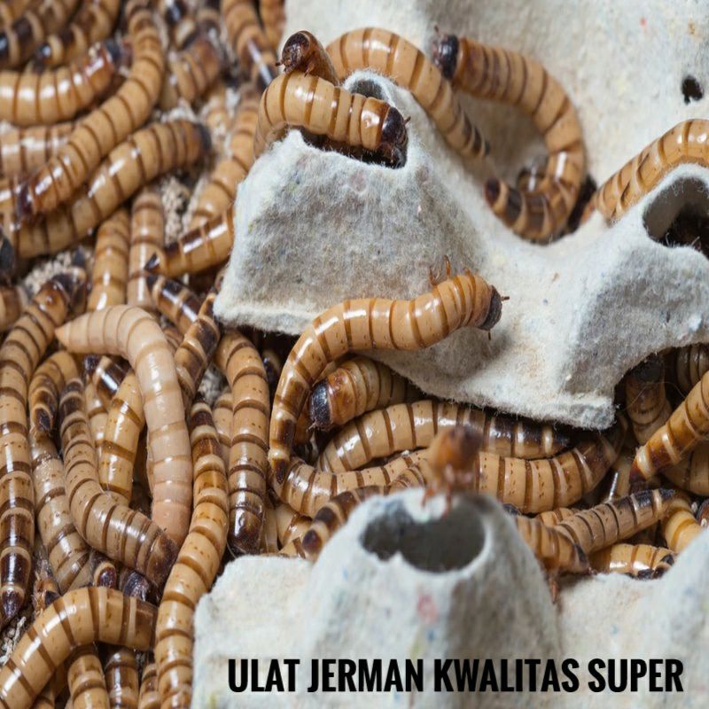 Ulat Jerman Super Mealworm 100gr - Ulat Jerman / Pakan Ikan / Ulat Pakan Burung