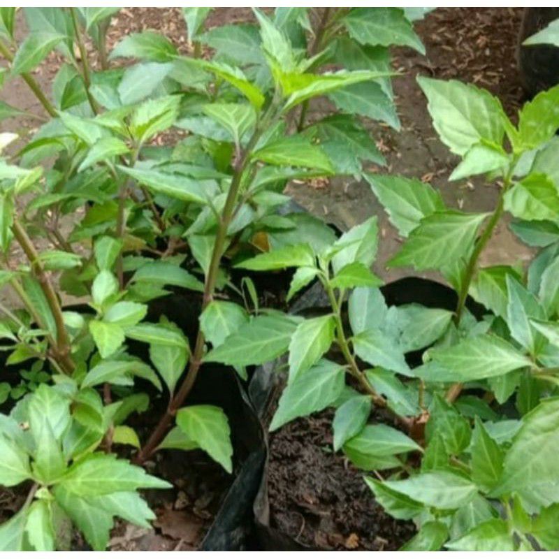 bibit/benih tanaman kumis kucing