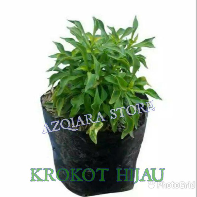 tanaman hias krokot - tanaman hidup tanaman bunga krokot