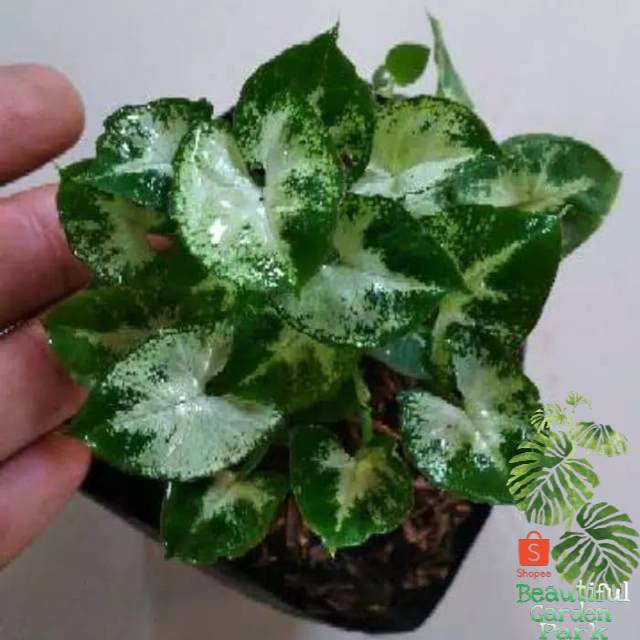 Tanaman hias keladi sygonium mini - singonium liliput - sygonium