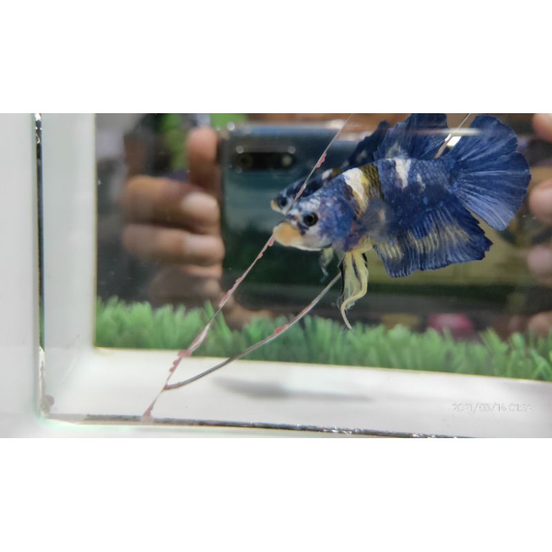 Ikan Hias Cupang Plakat Yellow Koi Galaxy Masking Jantan