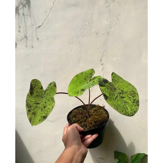 available pcs. colocasian 'mojitos original product