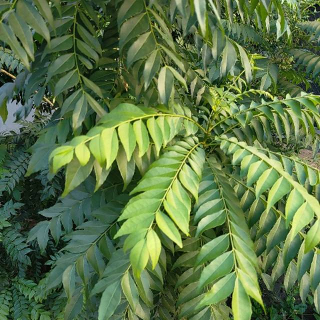 

Daun kari segar. Daun untuk masakan kari. Daun kesehatan