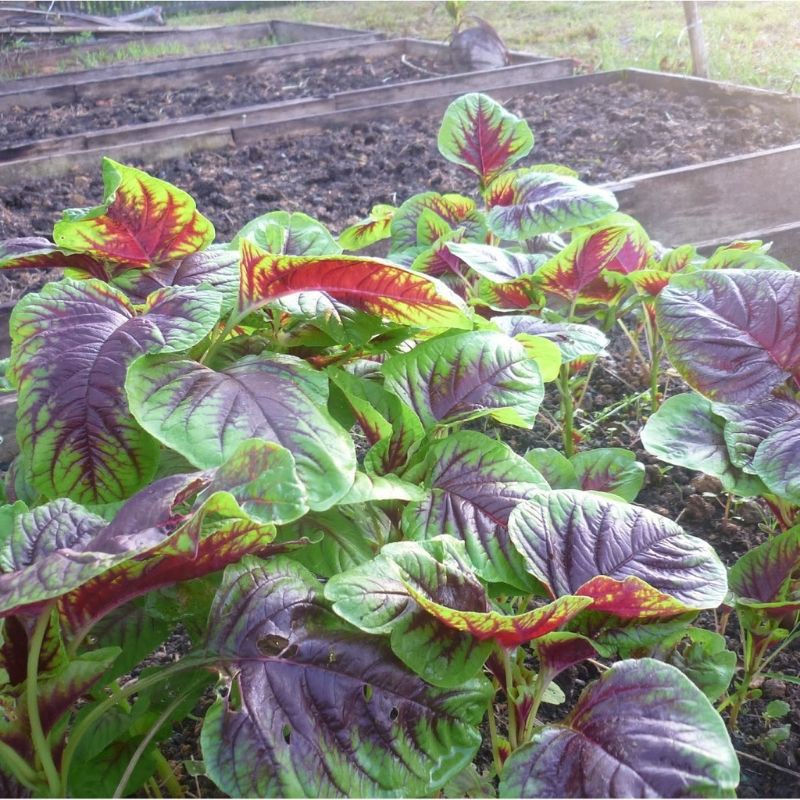 1000 Benih Bayam Batik Belang Sayuran Loreng Unggul - Bibit Tanaman Sayur Seribuan