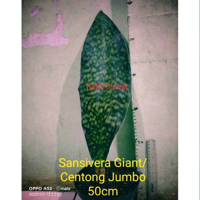 Sansivera Centong Giant / Jumbo 50cm +-