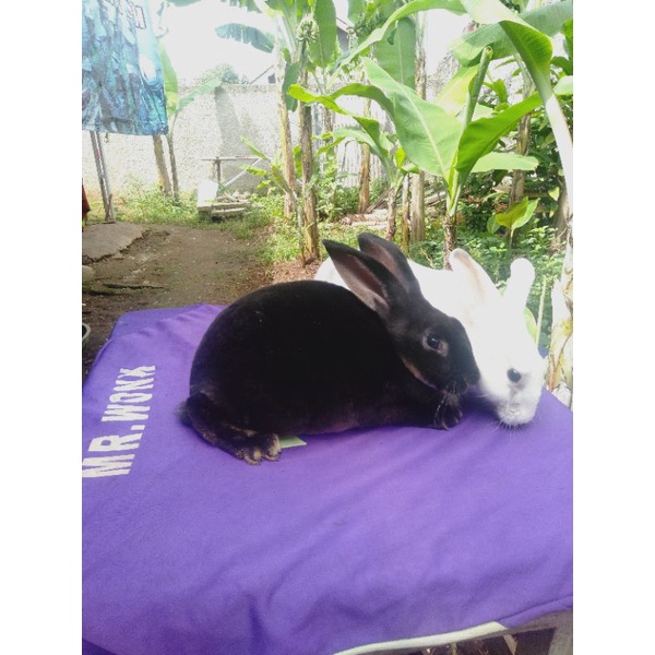 Kelinci Rex bulu karpet remaja sepasang (minus).