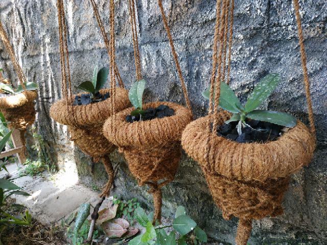 Pot Gantung Pot Serabut Kelapa Sabut Kelapa Pot Anggrek P