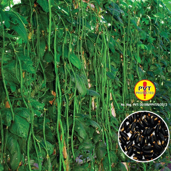 Bibit-Biji Kacang Panjang Kanton Tavi - Cap Panah Merah
