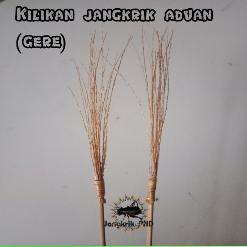 kilikan jangkrik aduan - gere jangkrik adu bahan rumput