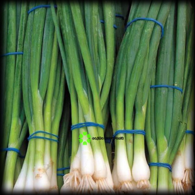 25 Butir Benih/bibit Daun Bawang Freda Repacking (Known You)