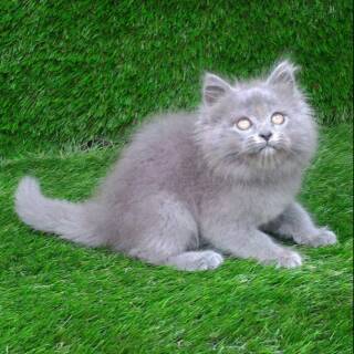 Rumah Kucing Kucing Lucu Warna Abu Abu