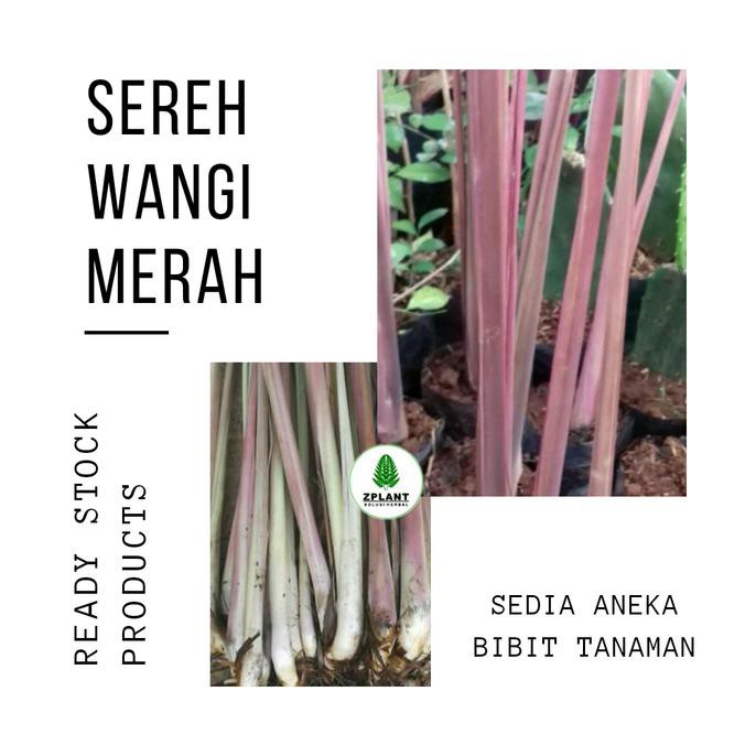 Jual TANAMAN SEREH WANGI MERAH - BIBIT SERAI MINYAK POHON HERBAL ...