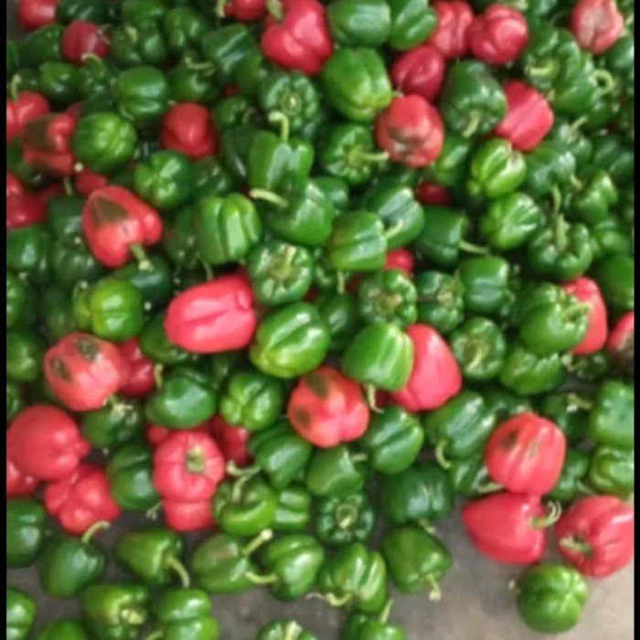 

Paprika merah hijau kw2 campur 1kg
