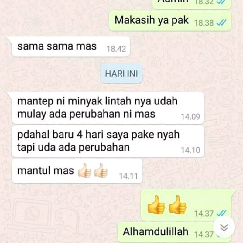 Minyak Lintah Merah Papua