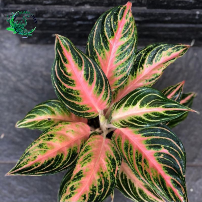 Tanaman hias aglonema sunset - aglonema red sunset