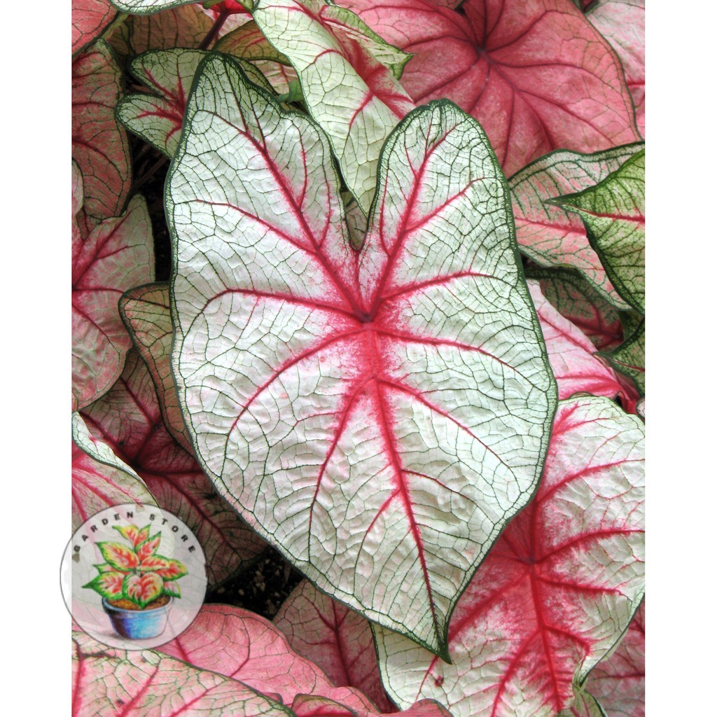 PROMO Umbi Caladium White Queen - Caladium Thailand