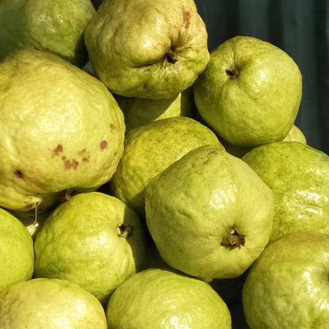 Jambu kristal/jambu tanpa biji