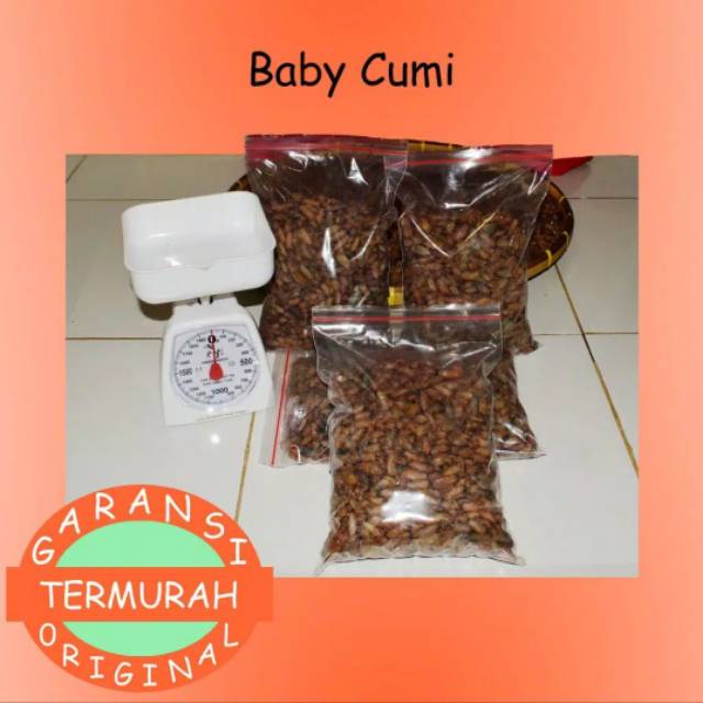 

Baby Cumi Super Termurah | 500 Gr