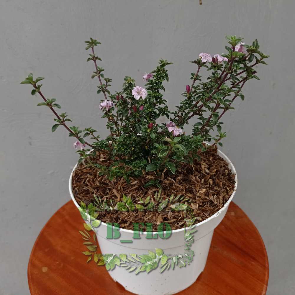 (BAHAN BONSAI) Bunga Seribu Bintang Ungu - TANAMAN HIDUP