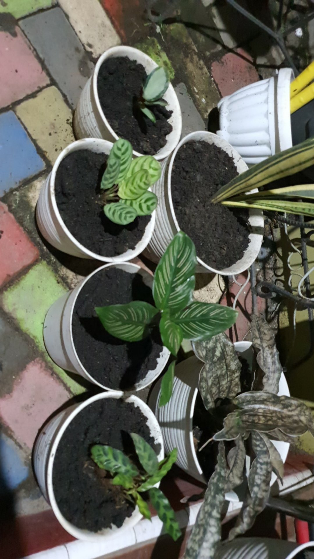 Paket Calatea-meranti-meranta