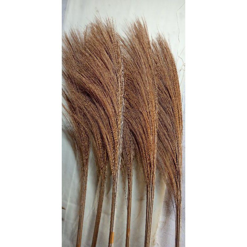 10 tangkai pampas halus | pampas rayung | pampas grass | backdrop rustic